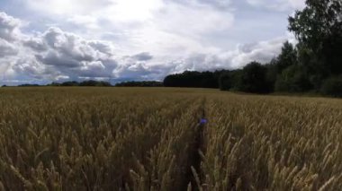 Yaz sonunda yağmur bulutları buğday tarlaları, zaman aşımı
