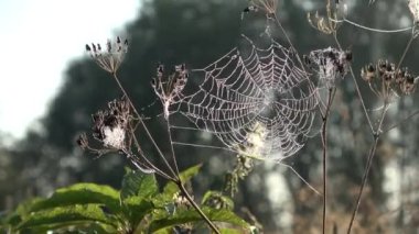 Sonbahar zamanı Rüzgarda örümcek ağı