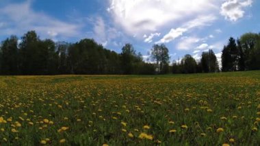 Yaz başında çiçek açan karahindiba tarlası ve bulutlar, zaman akıp gidiyor.