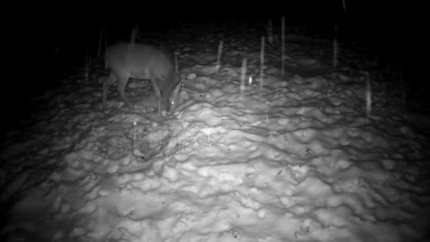 Roe Cervo Capreolus Olhando Maçãs Congeladas Sob Neve Velho Jardim — Vídeo de Stock