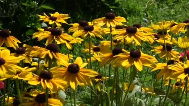 Rudbeckia Flowers Summer Garden Wind — Stock Video
