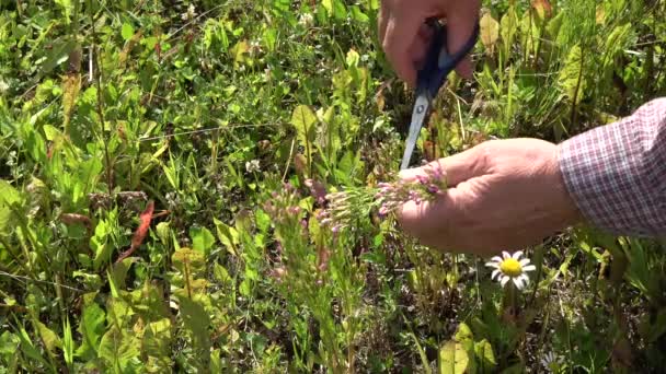 Herbalist Hands Summer Field Collects Common Centaury Centaurium Erythraea Medical — Stock Video