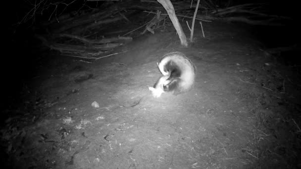 Badger Meles Meles Scratching Its Fur Cave Night — Stok Video