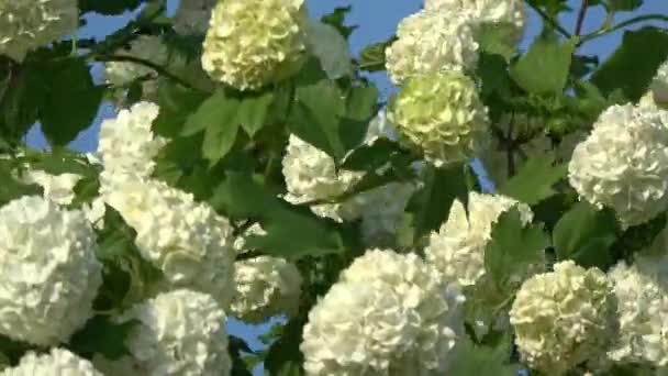 Viburnum Virágok Tavaszi Szél Videó Háttér — Stock videók