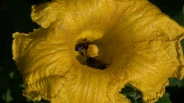 Arılar kabak çiçeğinde polen toplarlar.