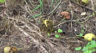 Eşek arıları yaz bahçesinde düşmüş armutlar üzerinde toplanıyor.