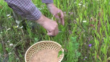 Bitkibilimci elleri Centaurium eritraea tıbbi bitkileri toplar. 