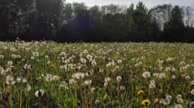 Çiçekli karahindibalardan sonra bir çayırda insansız hava aracı uçuşu.