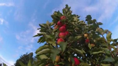 Yaz rüzgarında kırmızı meyveli elma ağacı, zaman aşımı