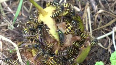 Bir sürü eşek arısı yaz bahçesinde düşmüş armut yiyor.