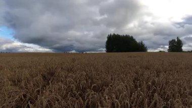 Olgun buğday tarlasının üzerinde yağmur bulutları, zaman geçişi