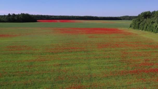 Field Red Blossoming Wild Poppies Summer Aerial View — Stock Video