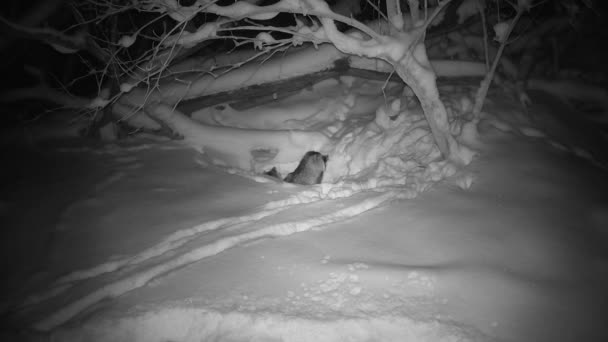Két Mosómedve Kutya Nyctereutes Procyonoides Télen Éjszaka Barlang Közelében — Stock videók