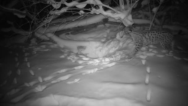 Eurasian Lynx Vintern Nattvandringar Snöig Skog Vacker Vildkatt Naturen Naturkamera — Stockvideo