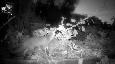 Genç tilki yaz gecelerinde gübre kutusunda yiyecek arıyor.