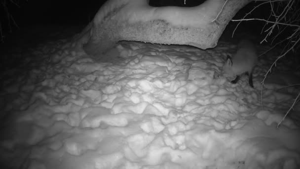 Vulpea Roșie Găsește Mărul Înghețat Anul Trecut Grădina Iarnă Noaptea — Videoclip de stoc