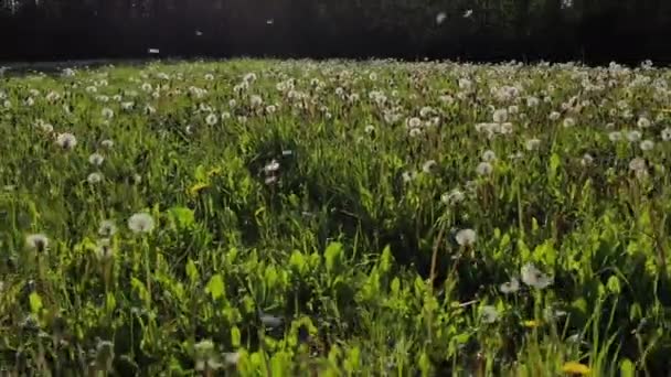 タンポポポポポの花の後 影の上の飛行 空中ビュー — ストック動画