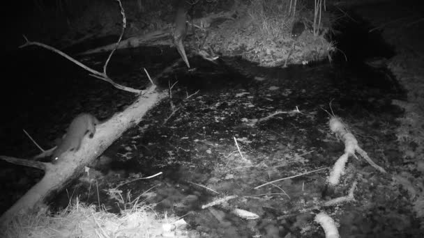 Twee Euraziatische Otters Lutra Moerasbos Nachts Wildlife Camera — Stockvideo