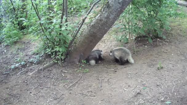 Three Beautiful Young Badger Meles Meles Playing Spring Day Cave — Stok Video