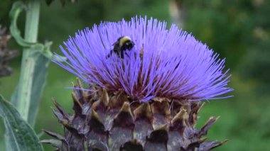 Bahçedeki enginar çiçeğinde arı ve yaban arısı
