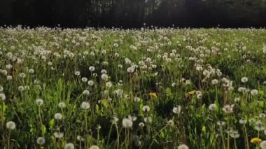 Çiçek açan karahindibalardan sonra yaz çayırı, hava manzarası