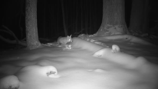 Czerwony Lis Środku Zimowego Lasu Nocy — Wideo stockowe