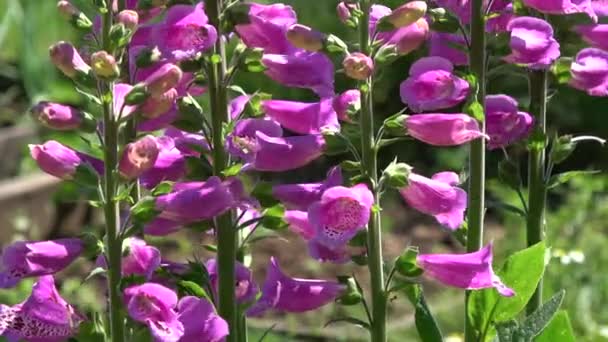 Λουλούδια Foxglove Digitalis Purpurea Καλοκαιρινό Άνεμο — Αρχείο Βίντεο