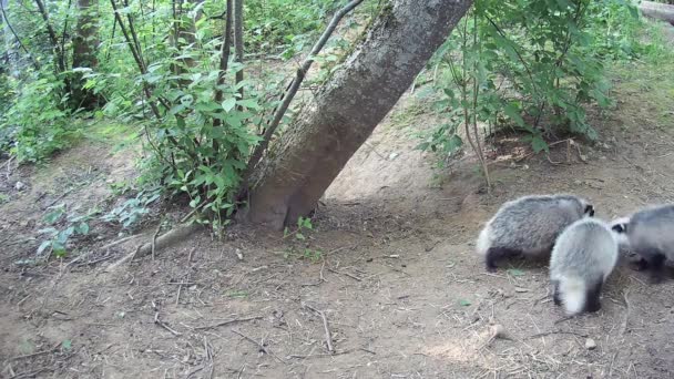 Three Beautiful Young Badger Meles Meles Playing Spring Cave — Stok Video