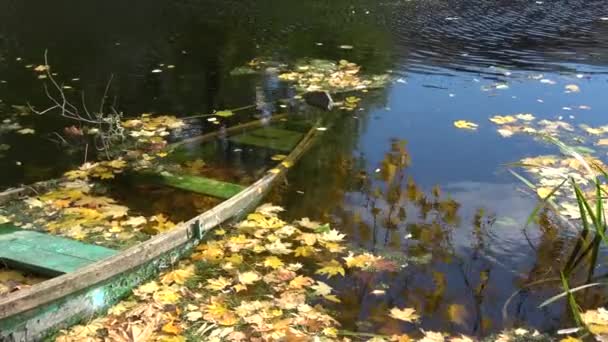 Elárasztott Őszi Csónak Folyóban Sárga Október Levelek — Stock videók