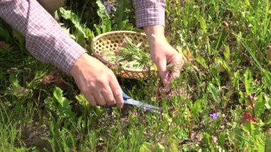 Bitkibilimci Centaurium eritraea tıbbi bitkileri topluyor. 