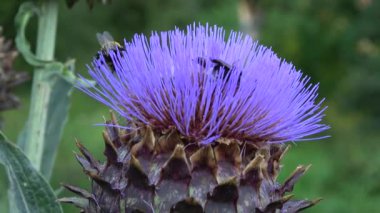 yaban arıları ve arılar enginar çiçeğinden nektar toplarlar.