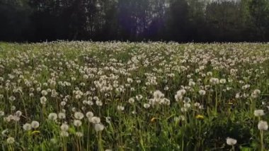 Çiçekli karahindibalardan sonra çayırların üzerinden uçmak, hava manzarası