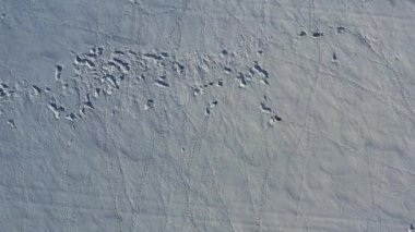 Karda roe geyiği izleri ve yer altındaki tahıl gevreği beslenme alanları, hava manzarası.