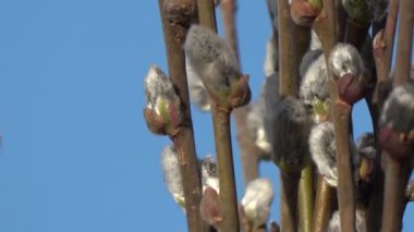 spring time pussy willows spins in space