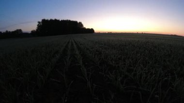 Sonbahar buğday tarlasında ilk don ve gün doğumu, zaman aşımı 
