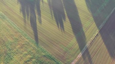 Altın sonbahar bahçeleri ve sabah gölgeleri, hava manzarası