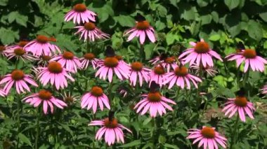Çiçek açan güzel tıbbi koni çiçekleri Echinacea çiçekleri ve kelebekler