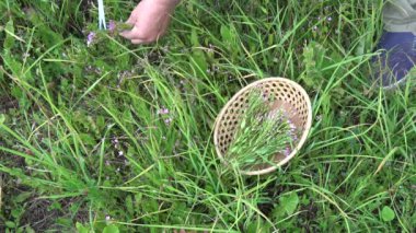 Bitkibilimci Centaurium eritraea tıbbi bitkileri topluyor. 