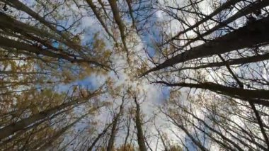 Altın sonbahar kavak ormanı ve rüzgâr, zaman aşımı