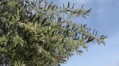 Yunanistan 'ın Kalamata kentinde bahar ayında çiçek açan bir zeytin dalı