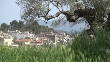 Efsanevi Sparta, Moreloponnese, Yunanistan 'daki Yeni Sparta ve en eski zeytin ağaçları