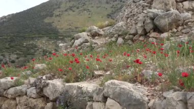 Efsanevi Mycenae, Moreloponnese, Yunanistan harabelerinde dağlar ve çiçek açan gelincikler
