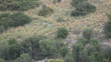 Efsanevi Mycenae, Moreloponnese, Yunanistan harabelerinin yakınındaki dağ ve yol