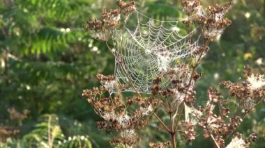 Bitkilerin üzerinde rüzgarda uçuşan sonbahar örümcek ağları