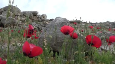 Efsanevi Mycenae, Moreloponnese, Yunanistan 'ın kalıntılarında bahar çiçekleri açıyor