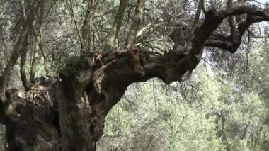 Efsanevi Sparta, Moreloponnese, Yunanistan 'da heykel şekilli harika zeytin ağaçları