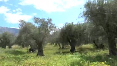 Hız arkaplanı. Yunanistan 'ın Kalamata yakınlarındaki zeytinlikler araba camından içeri girdi