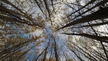 Rüzgardaki altın kavak ormanı, zaman aşımı