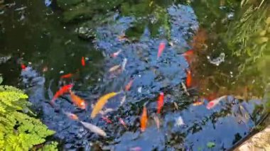 İskoçya 'daki Inverness Botanik Bahçeleri' nde bir gölette renkli koi balığı