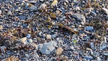 İskoçya, Oban yakınlarındaki deniz kıyısında üç kuş Rudi Turnstone Arenaria interpress